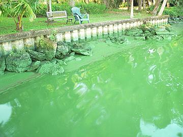 algae bloom